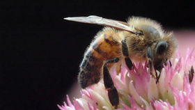 Nectar patch bee